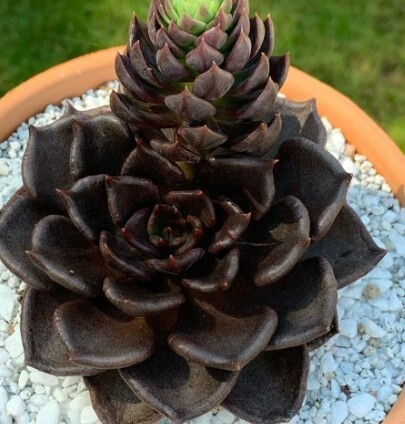 Echeveria New Black 2 &quot;