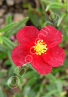 Sunrose Mesa Wine 4&quot;