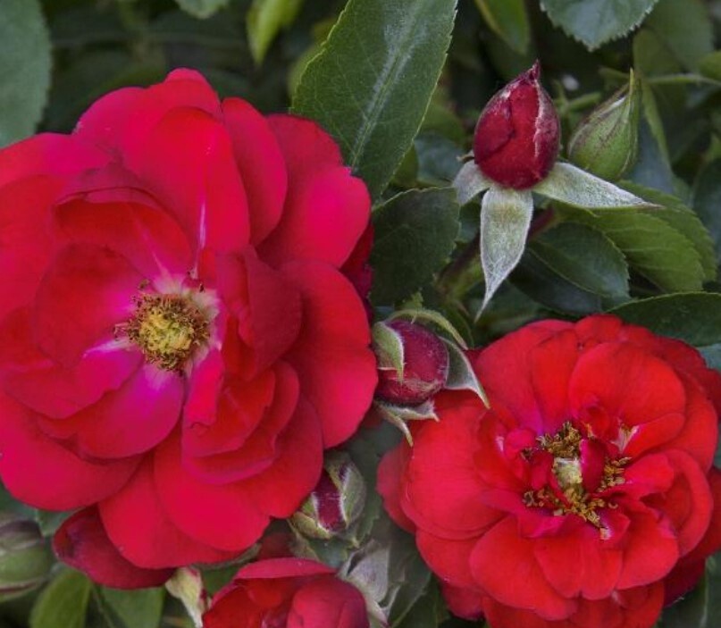 Rose Flower Carpet Scarlet 2 gal