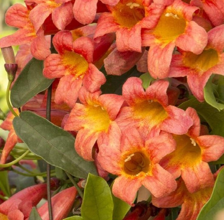 Crossvine tangerine beauty 5 gal