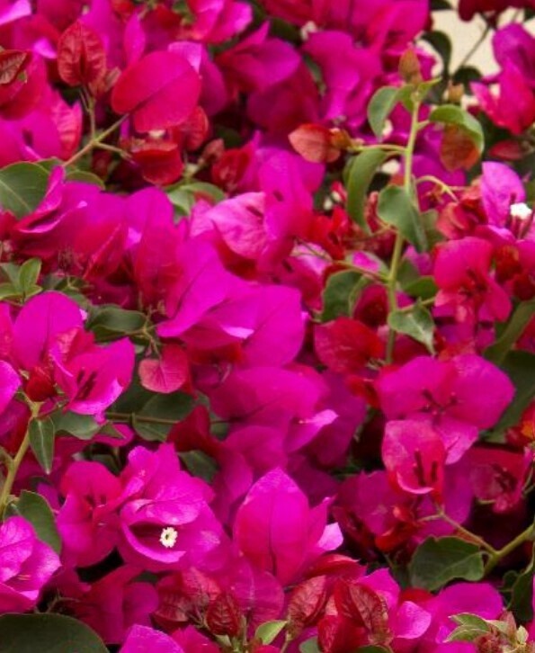 Bougainvillea Oo la la 1 gal