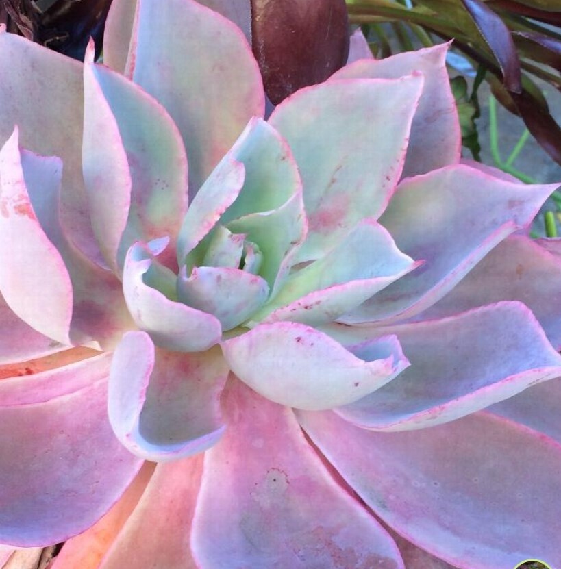 Echeveria afterglow 1 gal