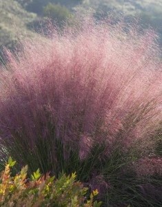 Pink Muhly Grass 1 gal