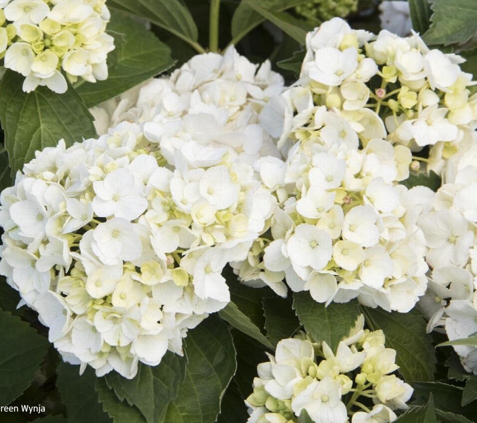 Hydrangea White big leaf 1 gal