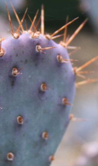 Prickly pear 2 gal