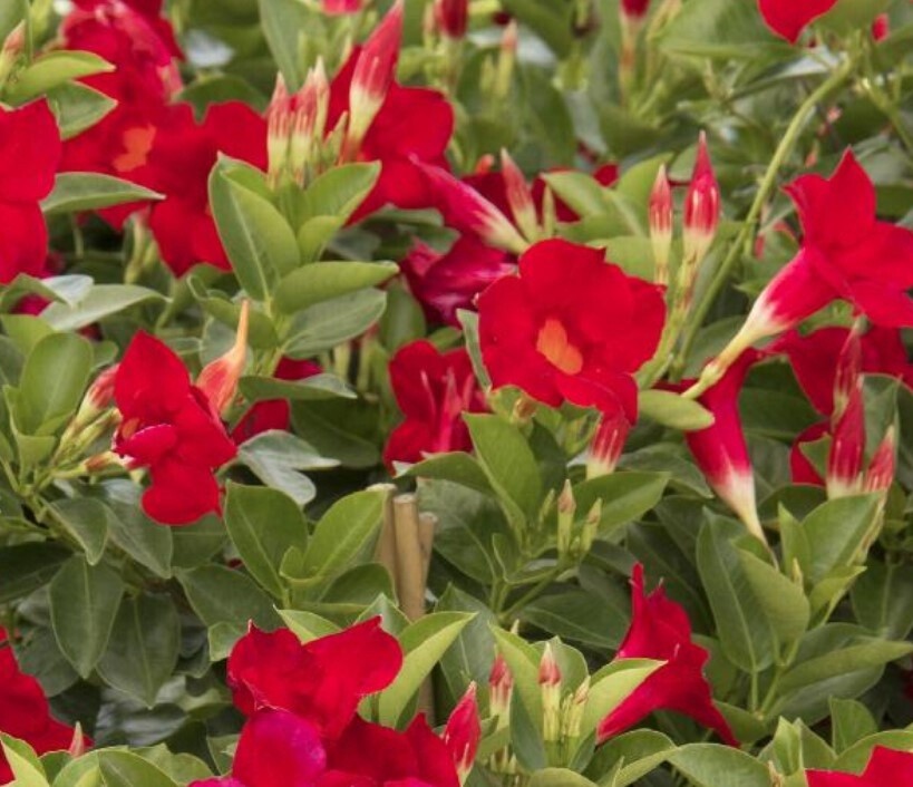 Mandevilla Sun Parasol Crimson 1 gal