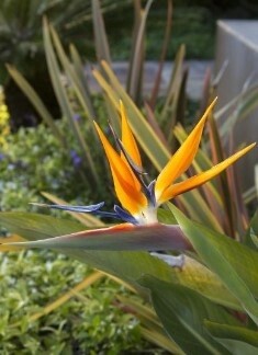 Bird of paradise orange 1 gal