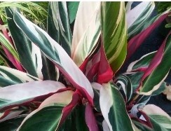 Stromanthe triostar 1 gallon,