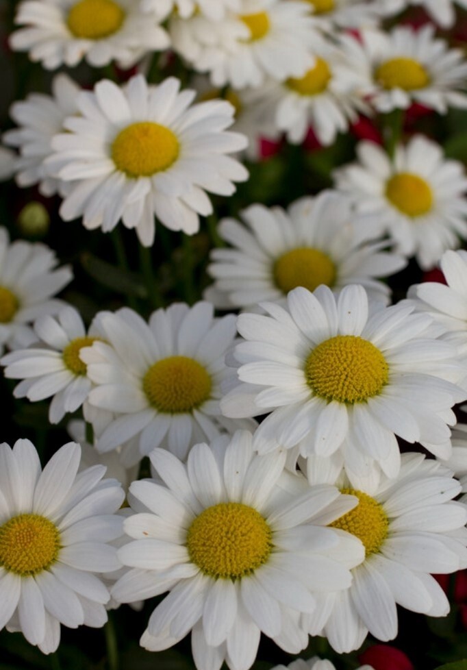 Shasta Daisy White Mountain 1 gal