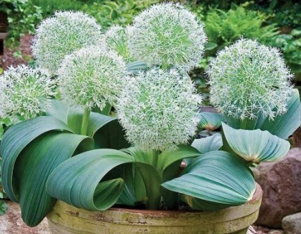 Allium karataviense 'Ivory Queen' Qt