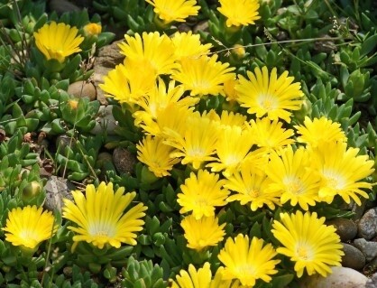 Ice Plant  congesta 4"
