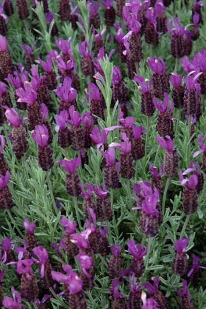 Lavender Anouk Supreme 1 gal