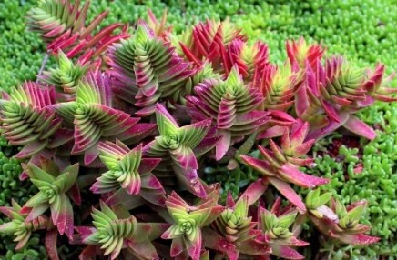 Crassula corymbulosa &#39;Red Pagoda&#39; 2&quot;