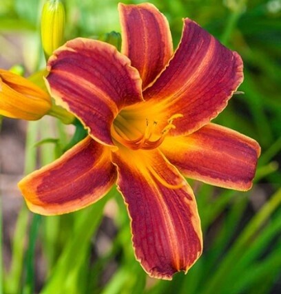 Daylily Red Ribs 1 gal