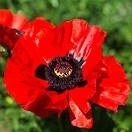 Poppy Oriental Brilliant 1 gal