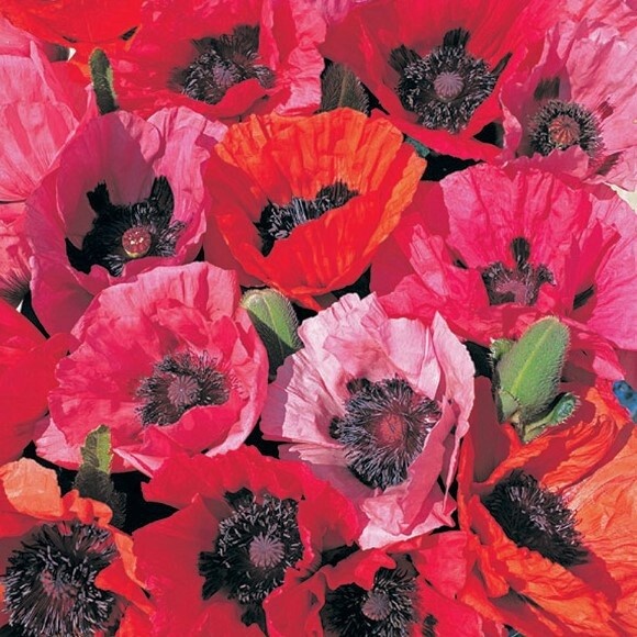 Poppy fruit punch 4&quot;