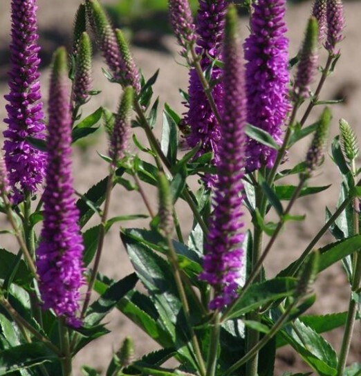Veronica Purpleicious 4&quot;