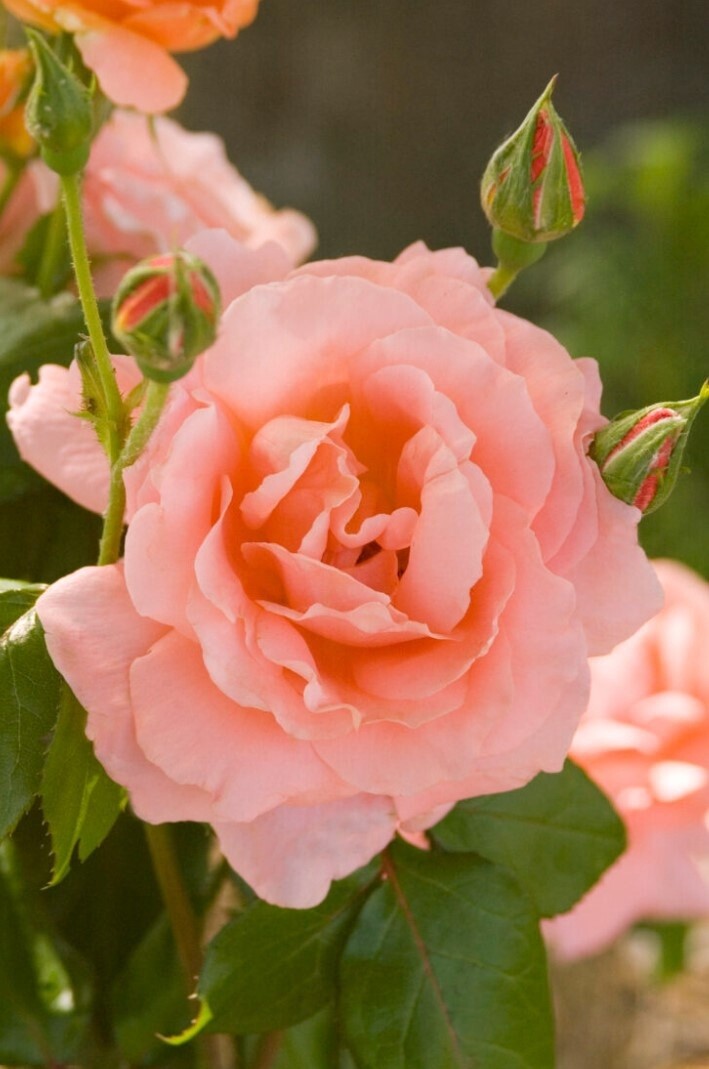 Rose Sweet Fragrance 2 gal