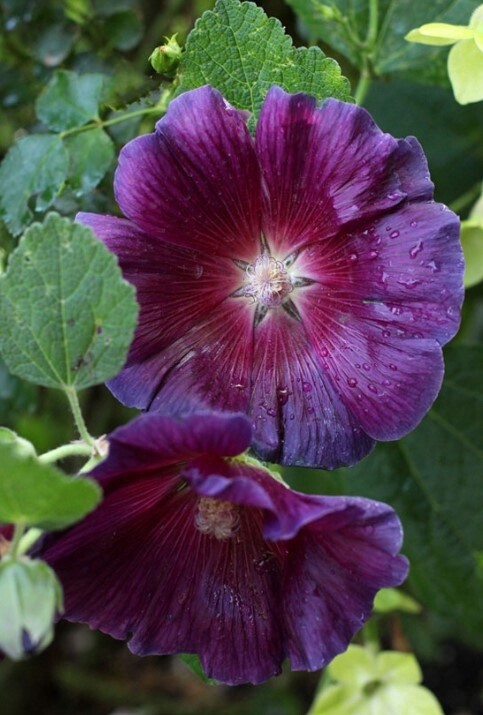 Alcea Halo Purple 4&quot;
