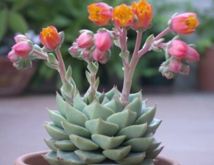 Echeveria Fabiola 4&quot;