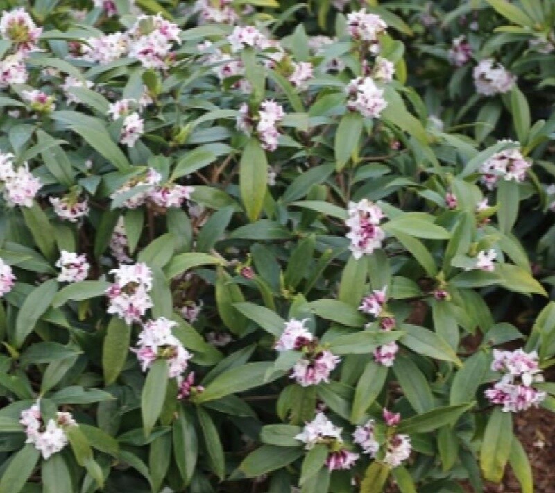 Daphne Perfume Princess 2 gal