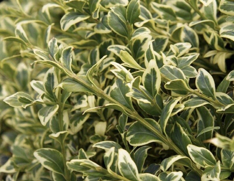 Boxwood Variegata 1 gal