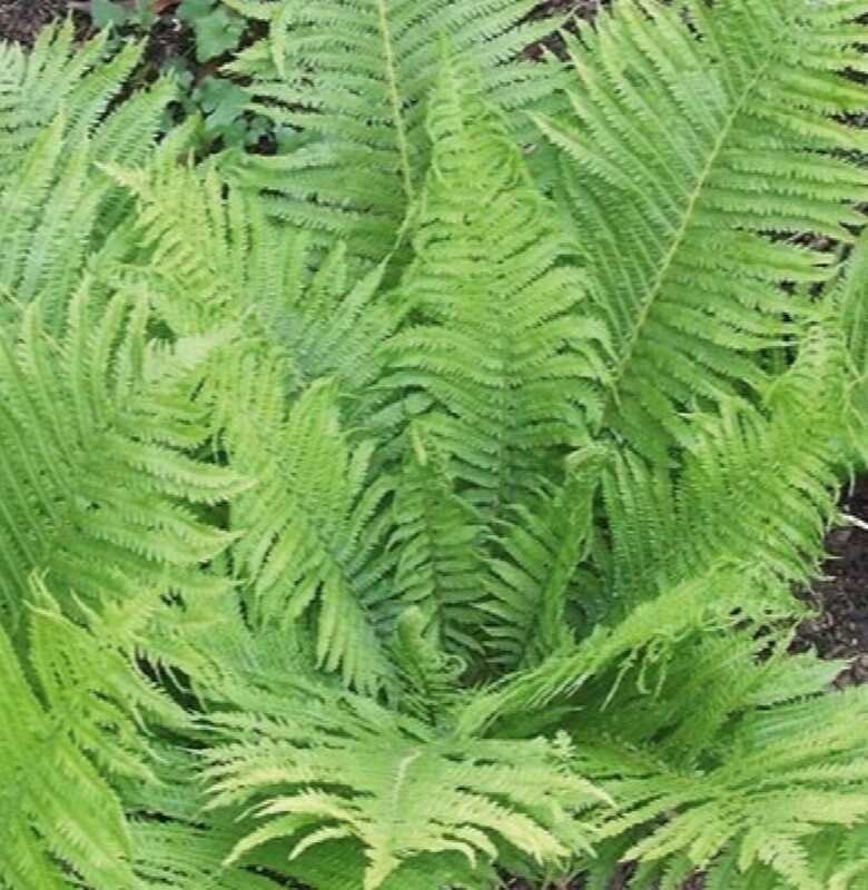 King Ostrich fern 1 gal