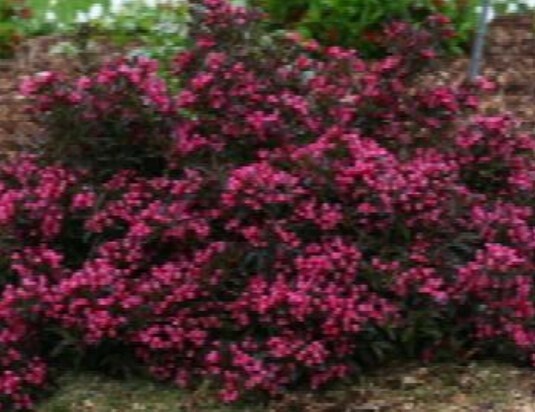 Weigela spilled wine #2