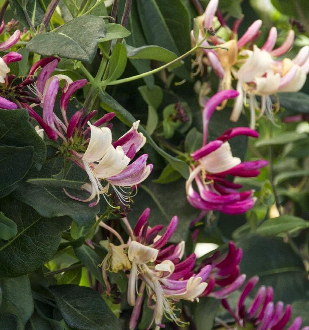 Honeysuckle peaches &amp; cream 1 gal