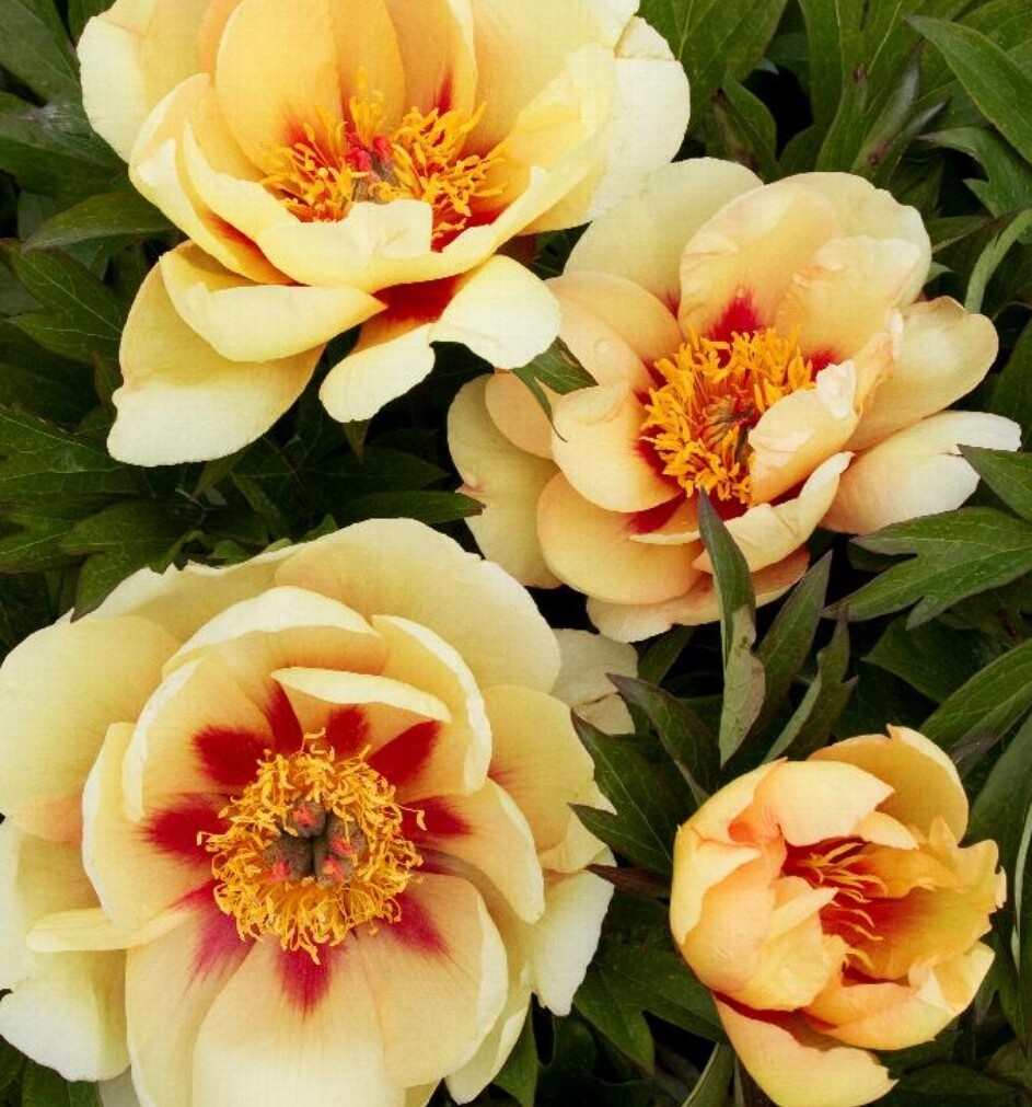 Itoh Peony Misaka 5 gal
