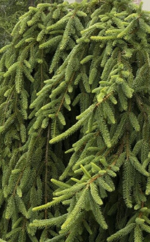 Weeping Norway Spruce 5 gal stk