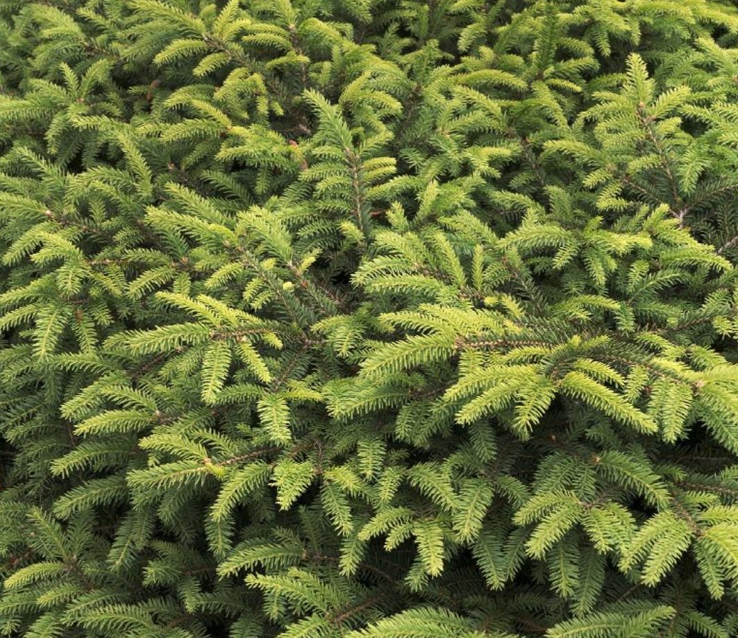 Bird&#39;s Nest Spruce 1 gal