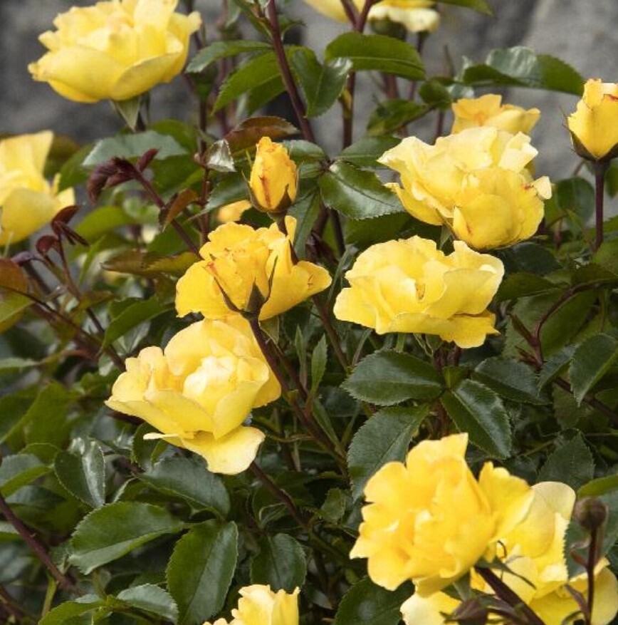 Rose Nitty Gritty yellow 2 gal