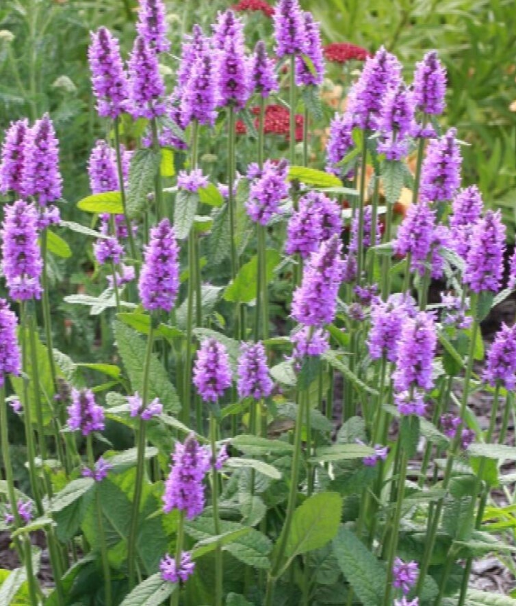 Stachys Hummelo 1 gal