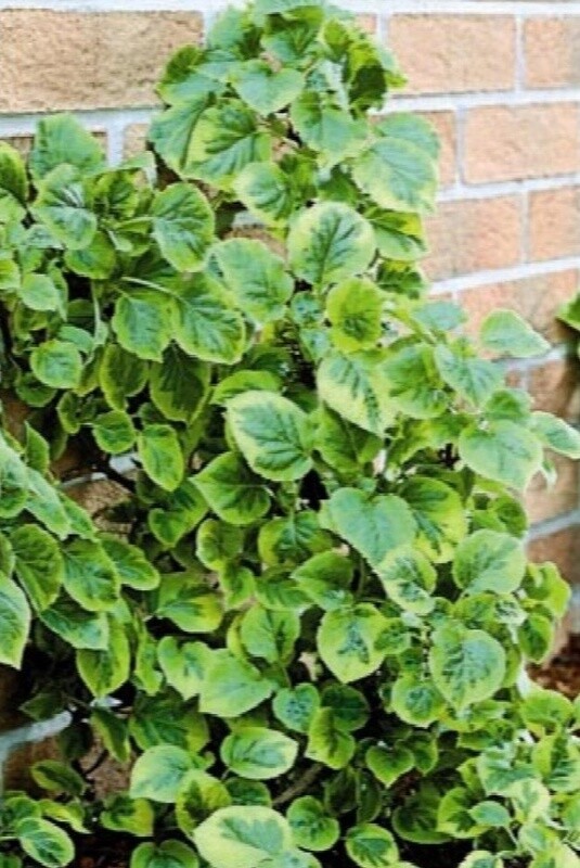 Climbing Hydrangea Miranda 2 gal