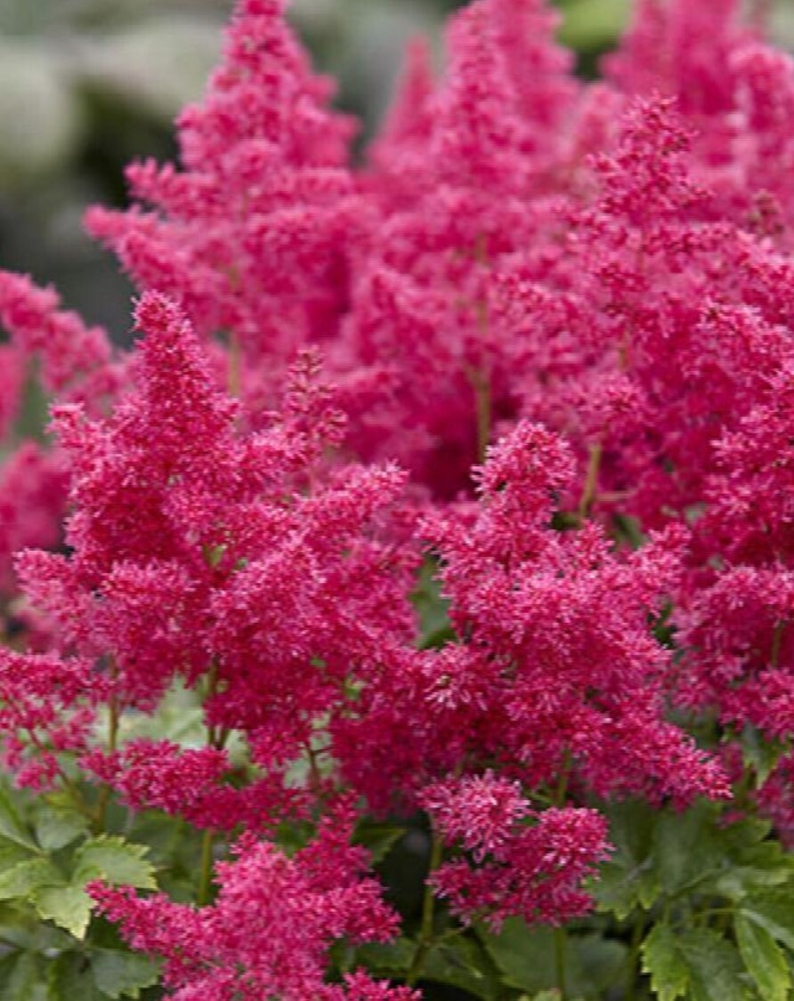 Astilbe Ruby red 1 gal