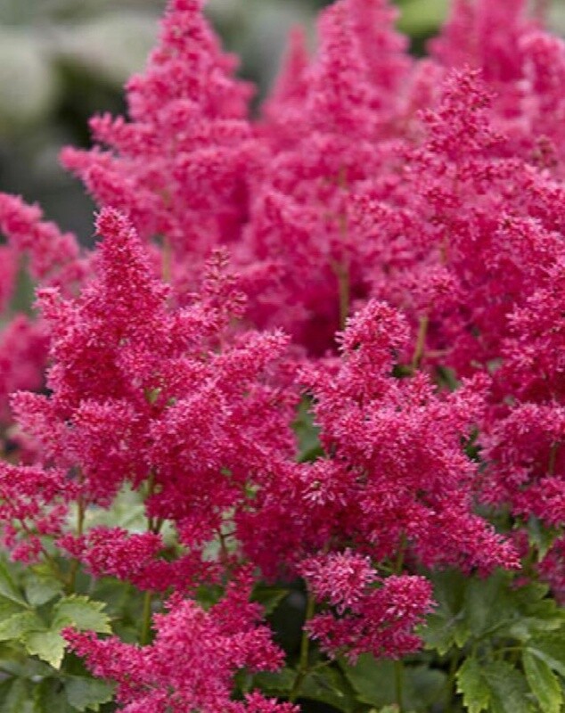 Astilbe Ruby red 1 gal