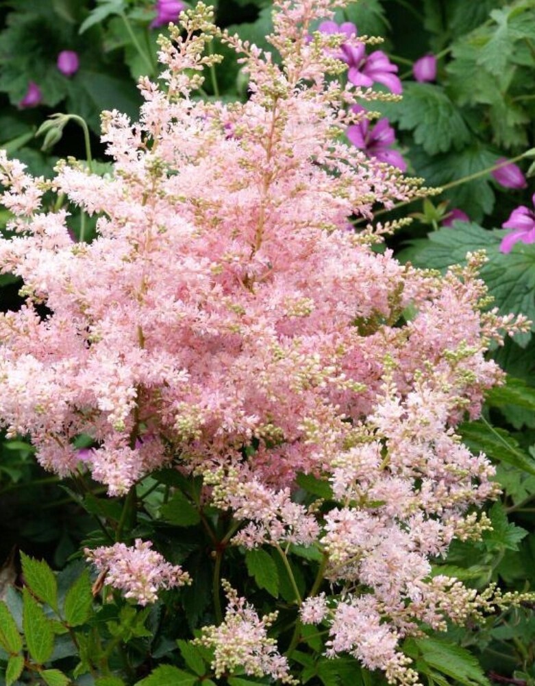 Astilbe Silvery Pink 1 gal