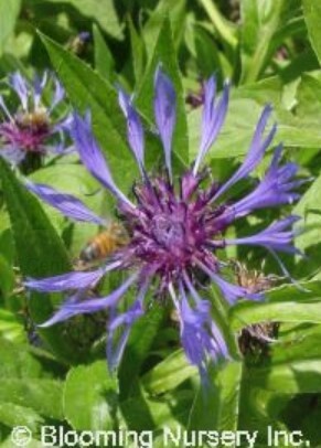 Centaurea blue Hawaii 1 gal