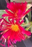 Ice plant Fuchsia 4"