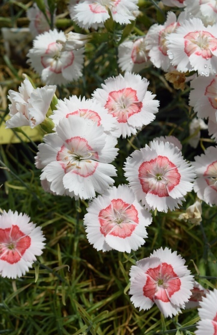 Dianthus Georgia peach Qt