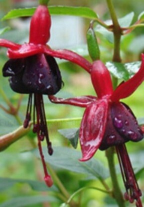 Fuchsia black cherry 1 gal