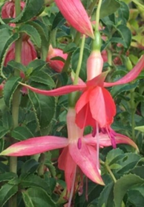 Fuchsia Sunshine 1 gal