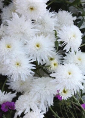 Shasta daisy Ice star Qt