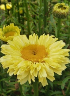 Shasta daisy goldcup 1 gal