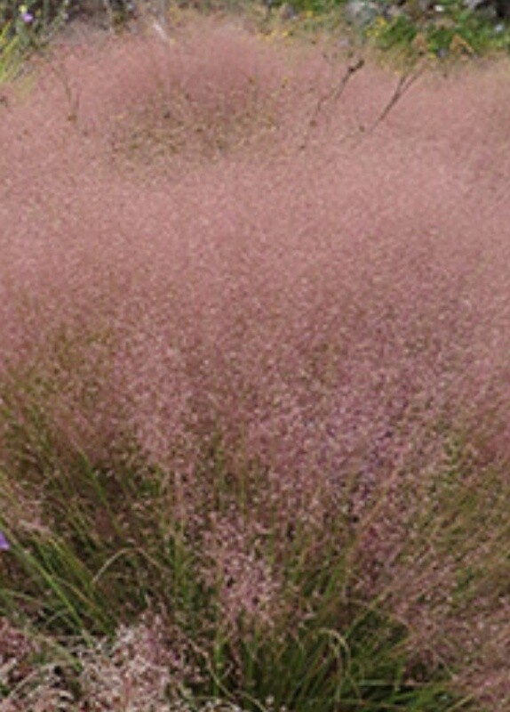 Muhly Grass Undaunted 1 gal