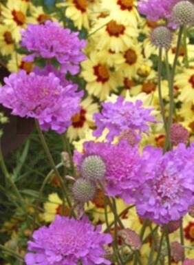Scabiosa Vivid Violet 1 gal