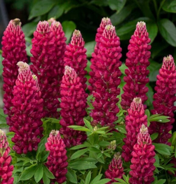 Lupin mini red 4&quot;