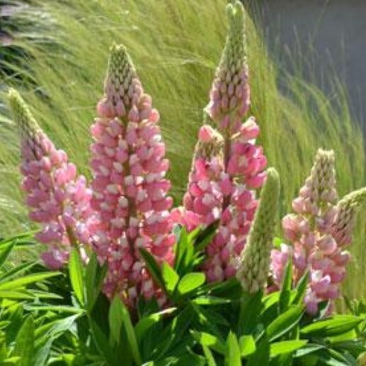 Lupin mini pink bicolor 4&quot;