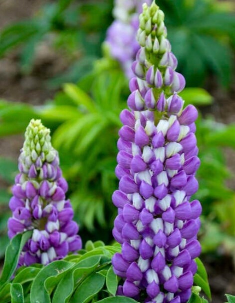 Lupin mini gallery blue bicolor 4"